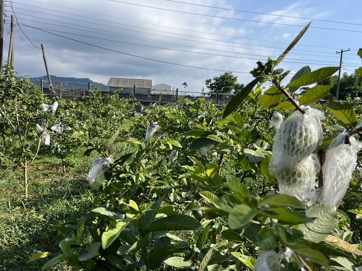 木佃軒民宿照片系列，第6張